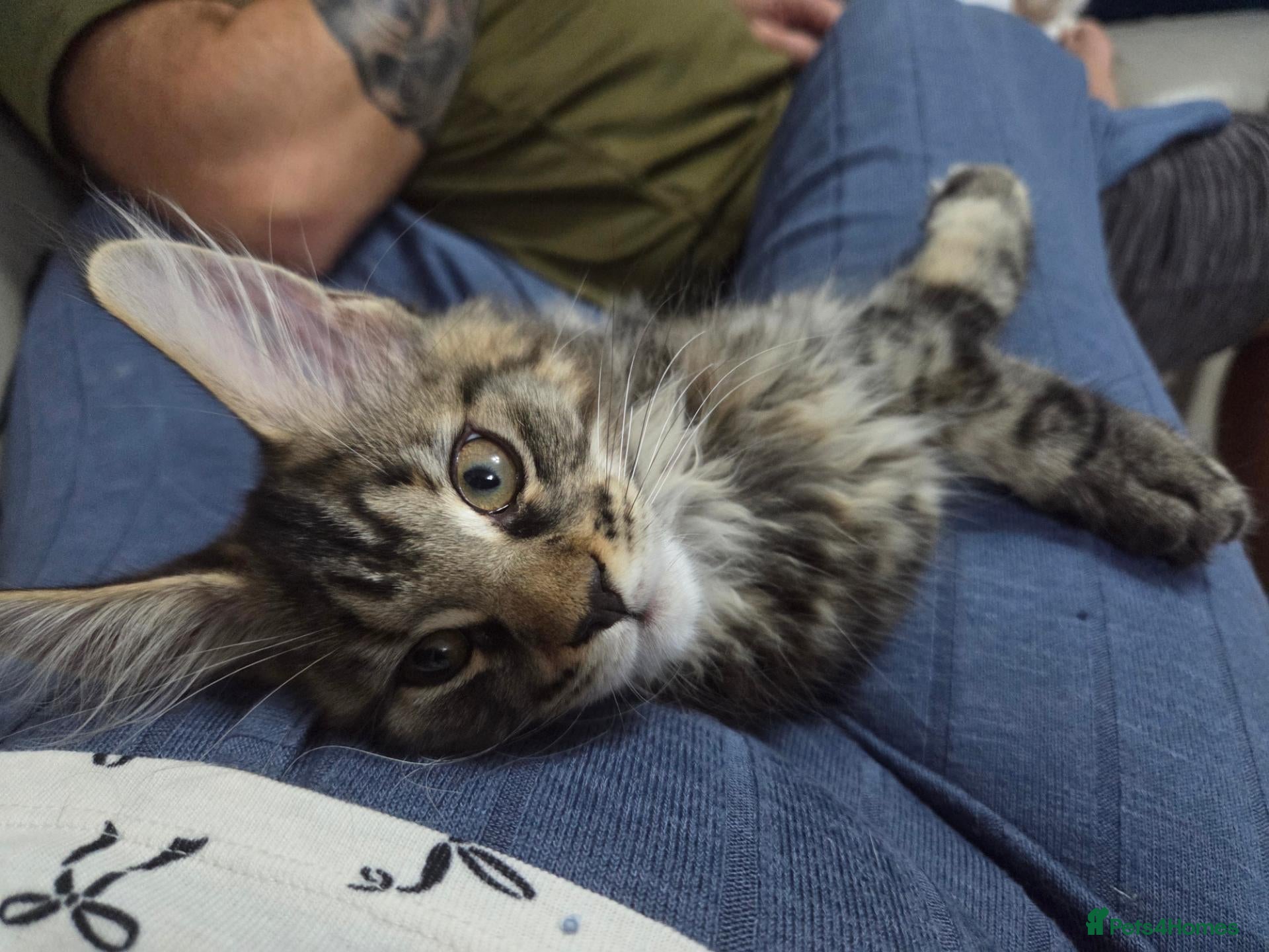 Maine Coon cats 🌟Stunning Torbie girl left 🌟 TICA reg'd🌟 - Advert 5