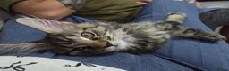 Maine Coon cats for sale: 🌟READY NOW 🌟 TICA tortie girl 🌟 - Advert 1