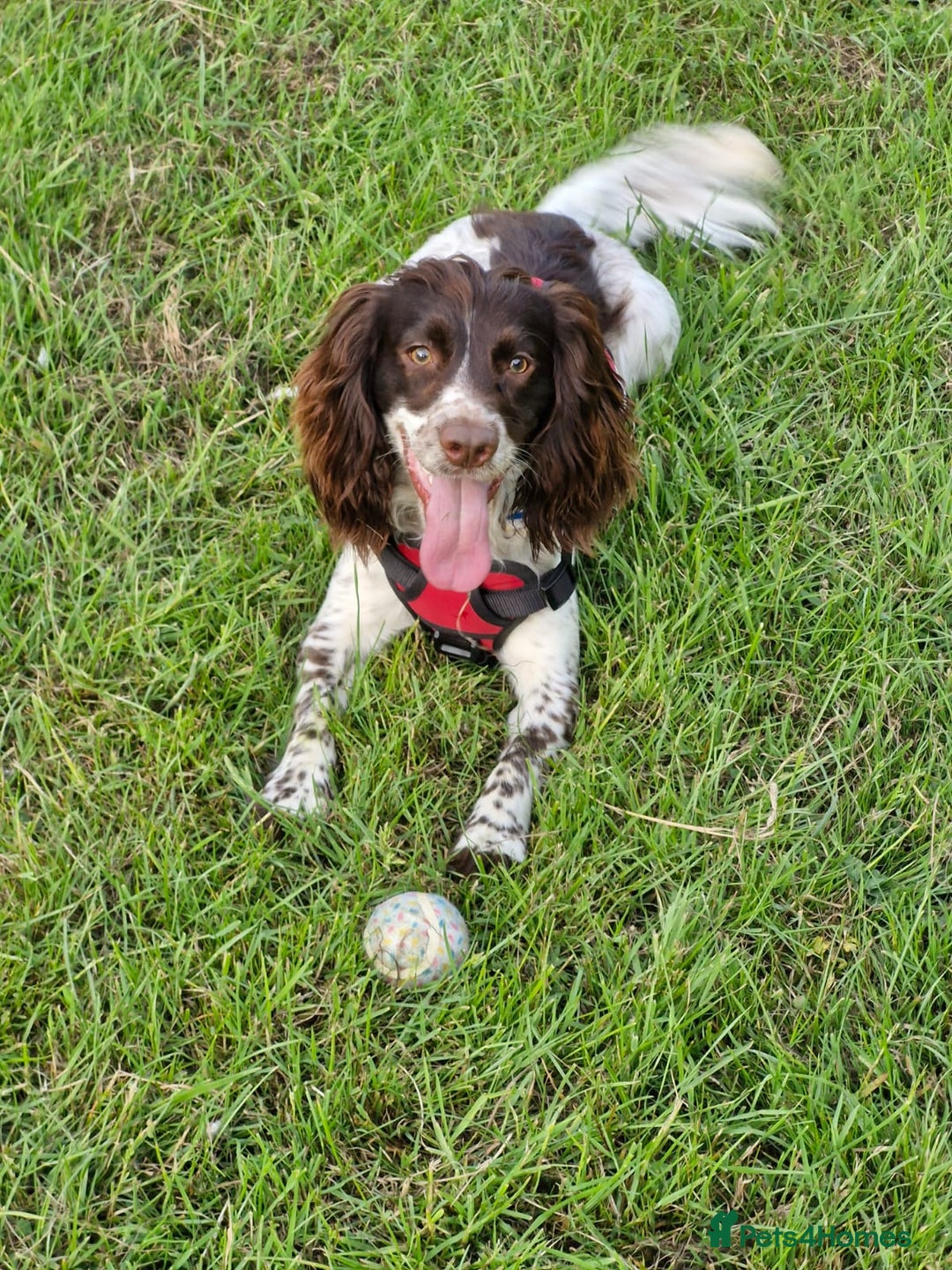 Cocker Spaniel dogs for stud: beautiful boy cocker spaniel ready 4 a  girlfriend - Image 5