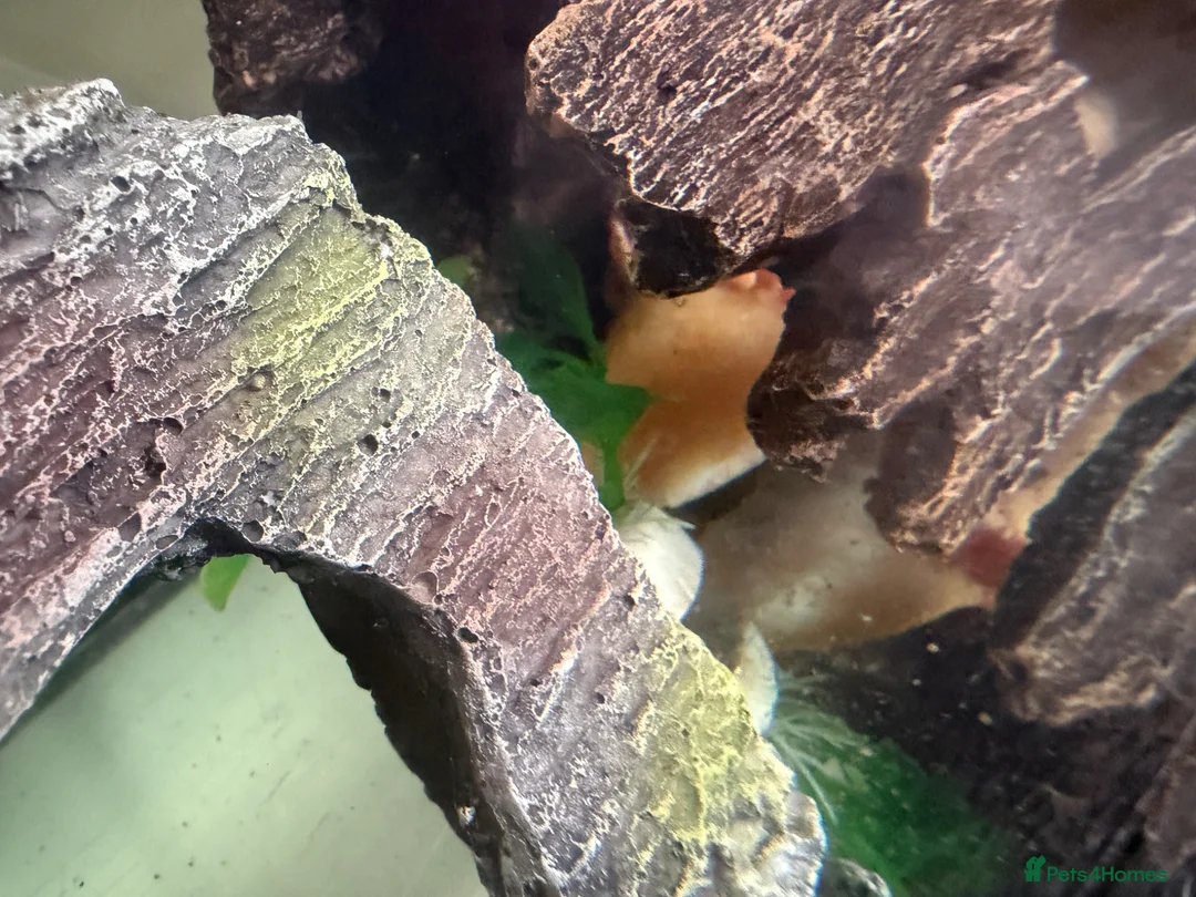 Other/Mixed Breed fish for sale: Axoloti fish  - Advert 3