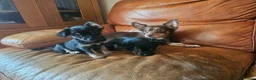 Chorkie dogs for sale: Two Female Pups  in Porth - Advert 11
