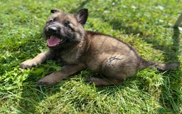 German Shepherd dogs for sale: German Shepherd Pups  - Image 22