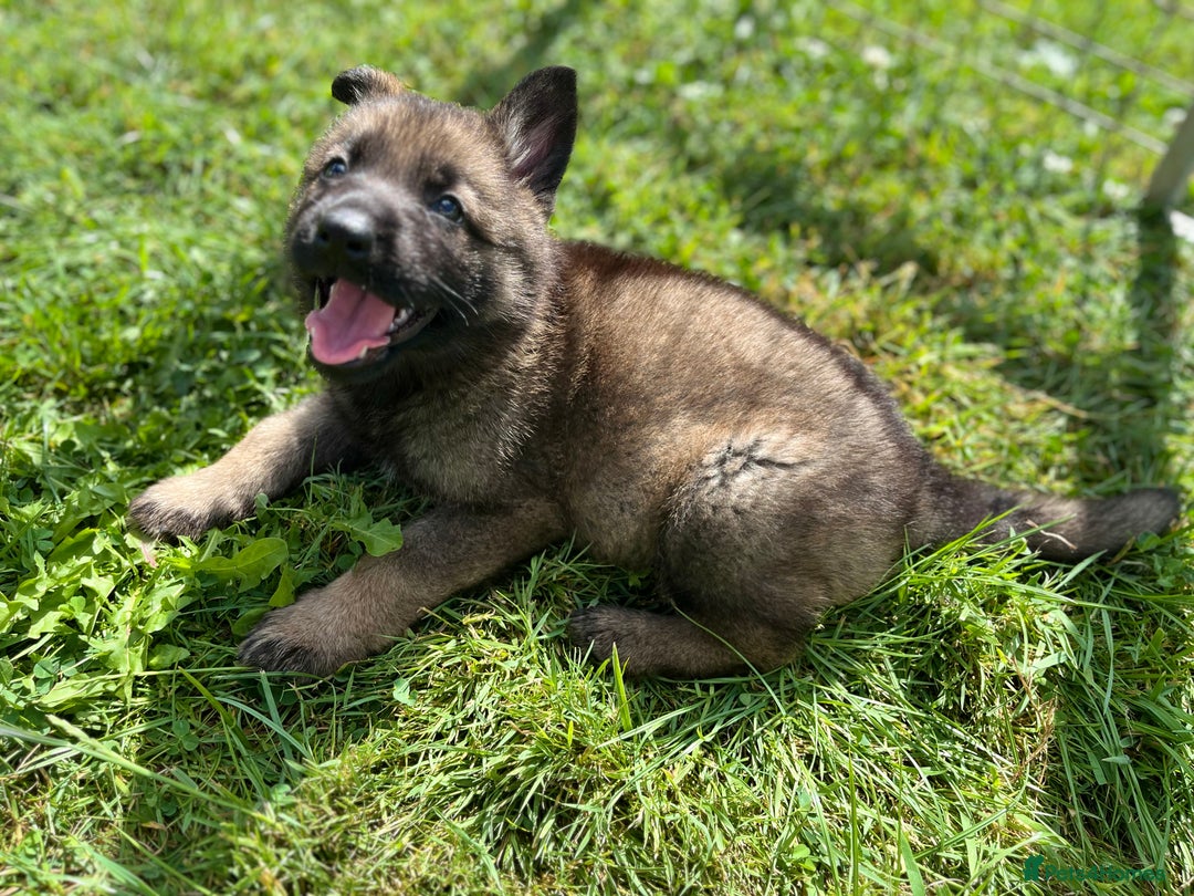 German Shepherd dogs for sale: German Shepherd Pups  - Image 22