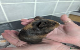 Guinea Pig rodents for sale: 4 baby boy guinea pigs  - Image 4