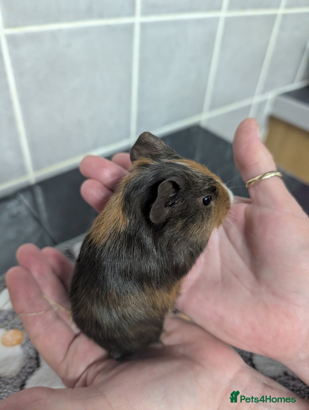 Guinea Pig rodents for sale: 4 baby boy guinea pigs  - Image 4