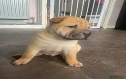 Mixed Breed dogs for sale: Staffie/sharpei pups  - Image 2