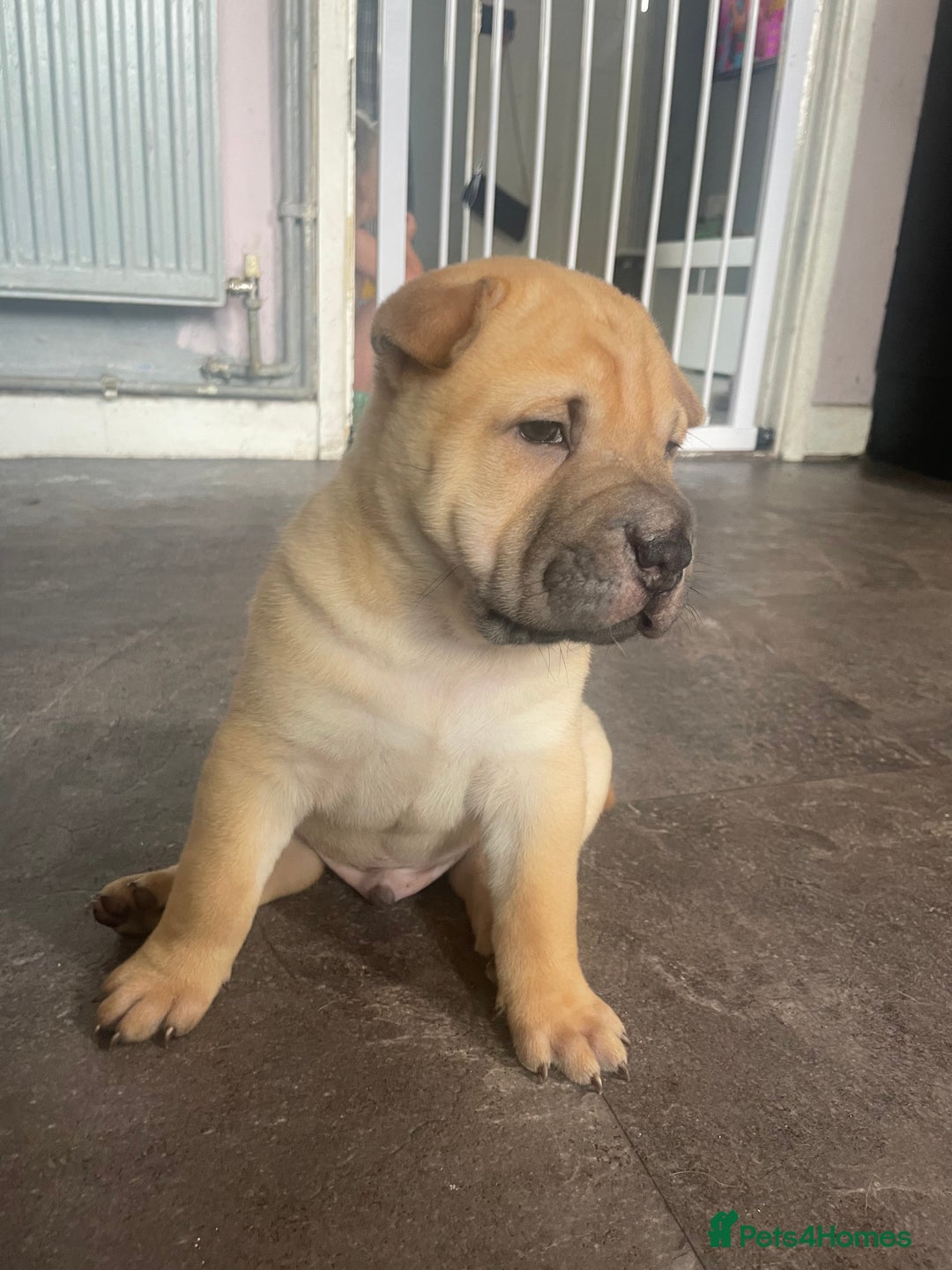 Mixed Breed dogs for sale: Staffie/sharpei pups  - Image 2
