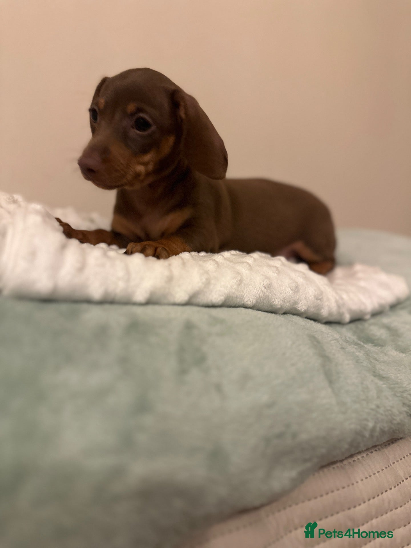 Miniature Dachshund dogs 🤍exceptional KC PRA clear🤍ready now  - Advert 1