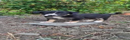 Border Collie dogs for sale: Border collie puppies  - Advert 6