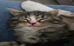 Nebelung cats for sale: 5 stunning nebelung kittens for sale.  - Image 10