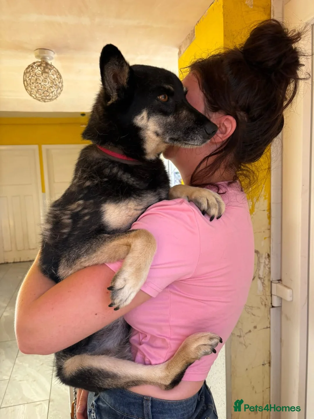 Mixed Breed dogs for adoption: Rambo - Norwich Norfolk  - Advert 8