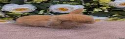 Mini Lop rabbits for sale: ❤️mini lop babies ❤️  - Advert 4