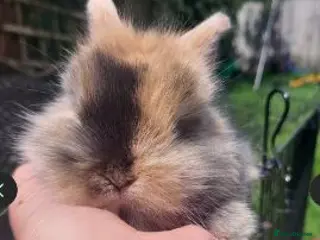 Mini Lop rabbits 4 x Mini Lion Lop babies ready to go 23 March 2026 - Advert 20