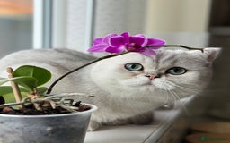 British Shorthair cats for sale: Silver pedigree kittens  - Image 2