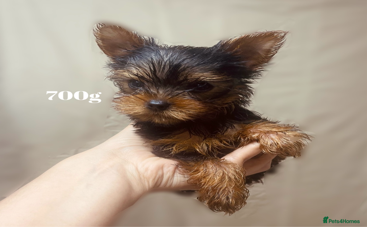 Yorkshire Terrier dogs - Advert 9