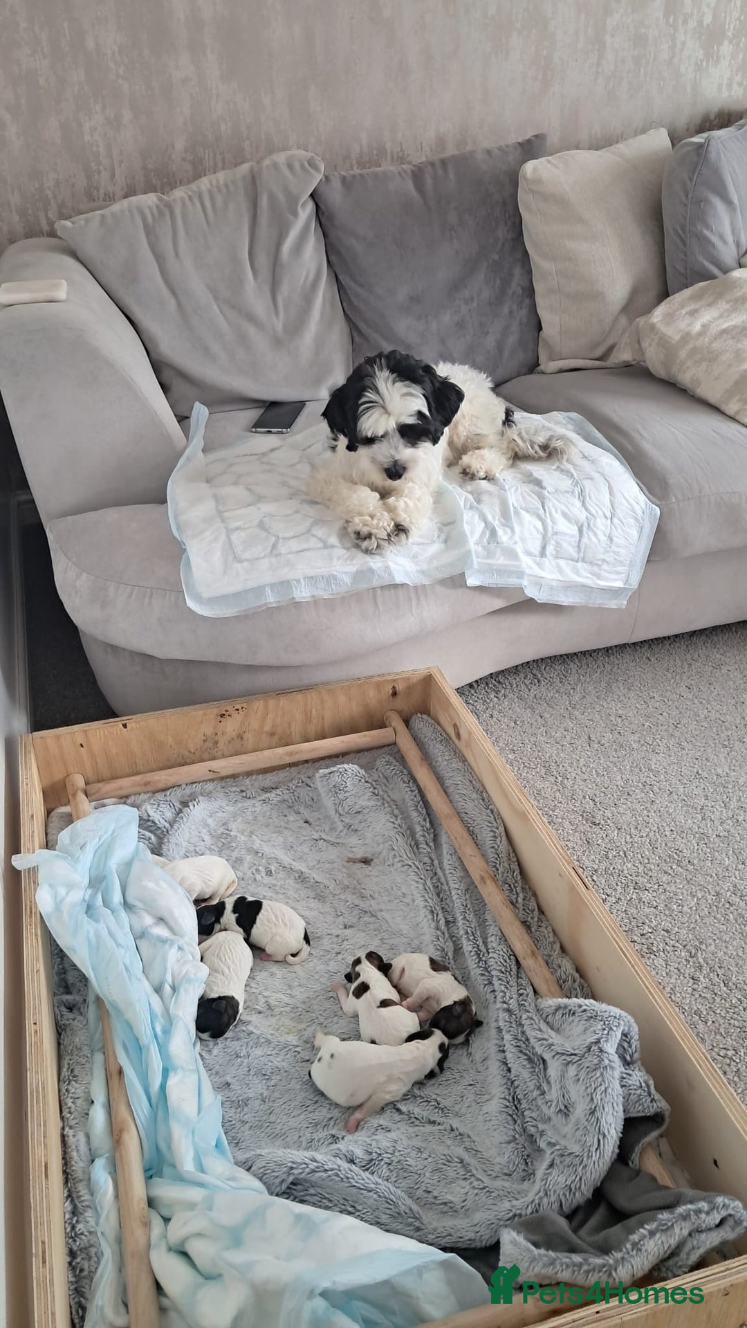 Mixed Breed dogs for sale: Cavapoo/Shihpoo mix - Image 26