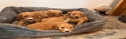 Cockapoo dogs for sale: Beautiful F1 Cockapoos  - Advert 3