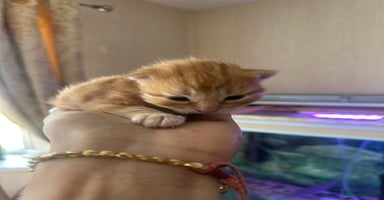 Norwegian Forest Cat cats - Advert 7