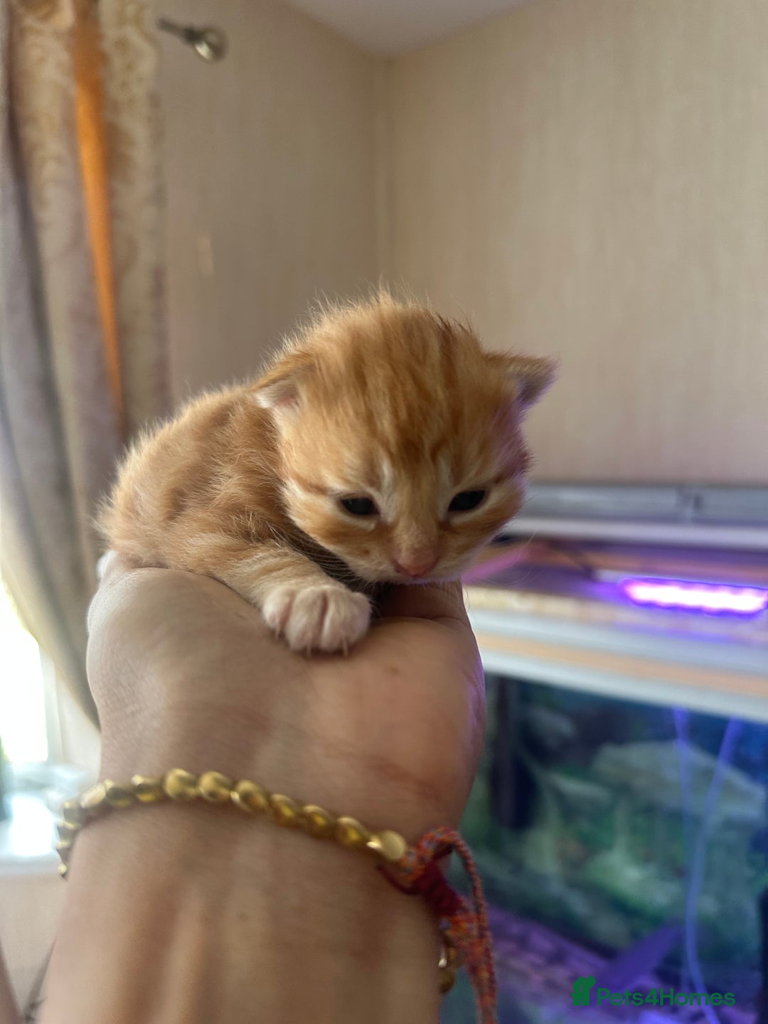 Norwegian Forest Cat cats for sale: Kittens for sale  - Image 2