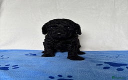 Cockapoo dogs for sale: F2 Cockapoo puppies - Image 5