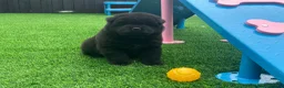 Chow Chow dogs for sale: Stunning Exotic colour chowski puppies for sale - Advert 25