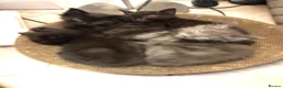 Russian Blue cats for sale: Russian blue/Norwegian forest mixed - Advert 34