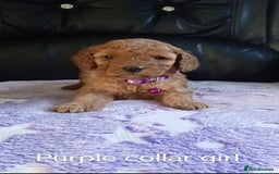 Cockapoo dogs for sale: 7 F1b cockapoos for sale  - Image 6
