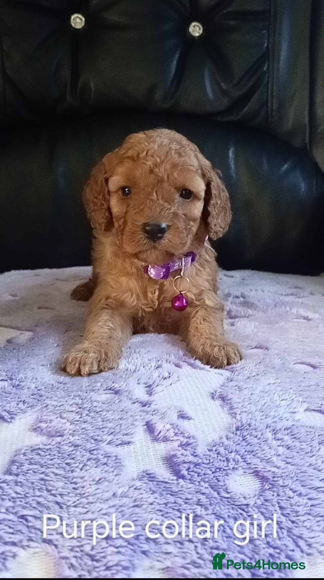 Cockapoo dogs for sale: 7 F1b cockapoos for sale  - Image 6