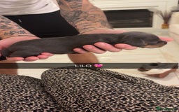 Miniature Dachshund dogs for sale: FOR SALE *Miniature dachshund puppies*  - Image 21