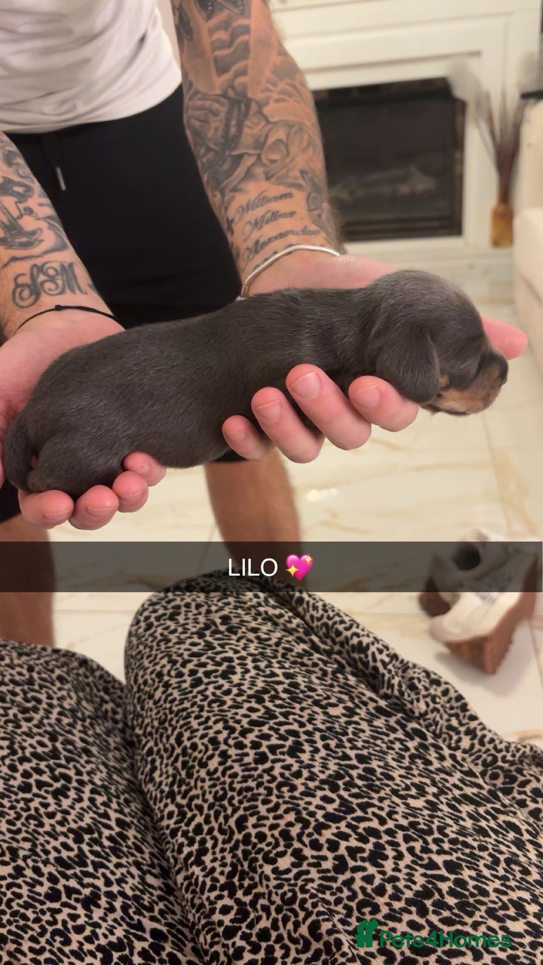 Miniature Dachshund dogs for sale: FOR SALE *Miniature dachshund puppies*  - Image 21