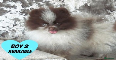 Pomeranian dogs - Advert 14
