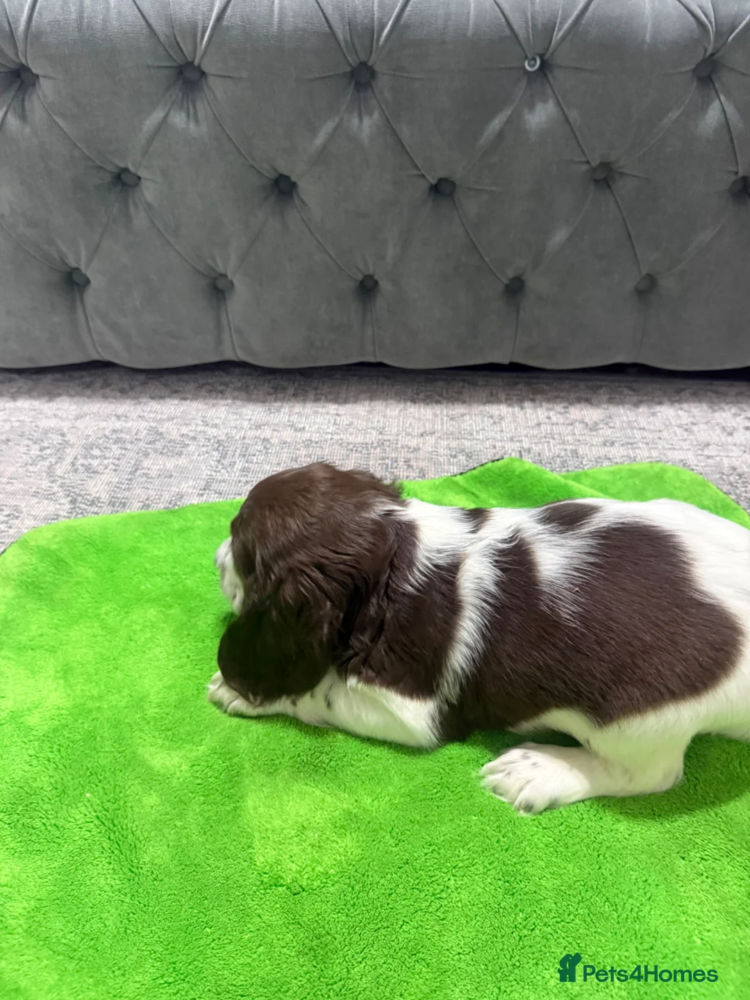 Cocker Spaniel dogs for sale: Cocker Spaniel Puppies  - Advert 5