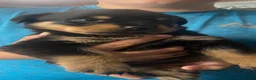 Rottweiler dogs for sale: Pure breed rottweilers  - Advert 3