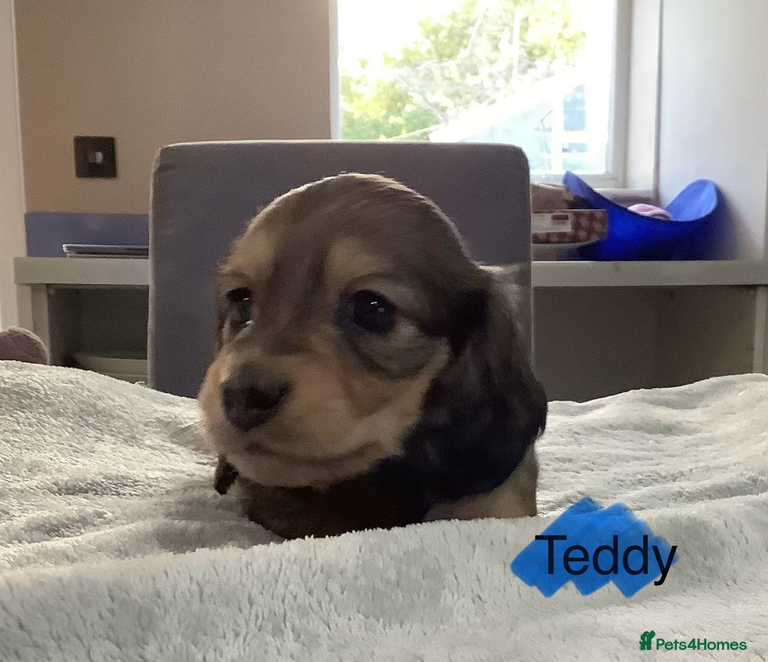 Miniature Dachshund dogs for sale: PRA Clear Mini Longhair Dachshund Pups Cream Red.. - Advert 10