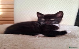 Mixed Breed cats for sale:  Black & White Kittens Looking for a Loving Home - Image 3
