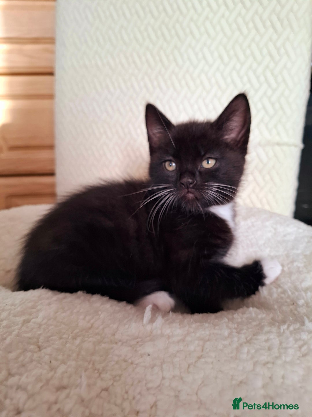 Mixed Breed cats for sale:  Black & White Kittens Looking for a Loving Home - Image 3