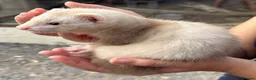 Ferret rodents for sale: Group of angora & standard ferrets - Advert 2