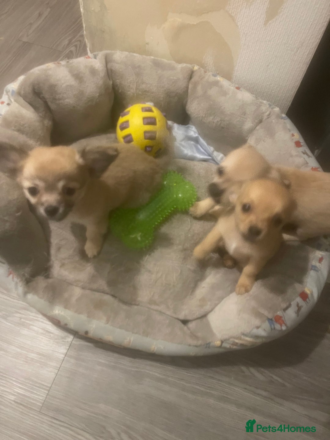 Chihuahua dogs for sale: Beautiful cream puppies for sale  - Advert 3