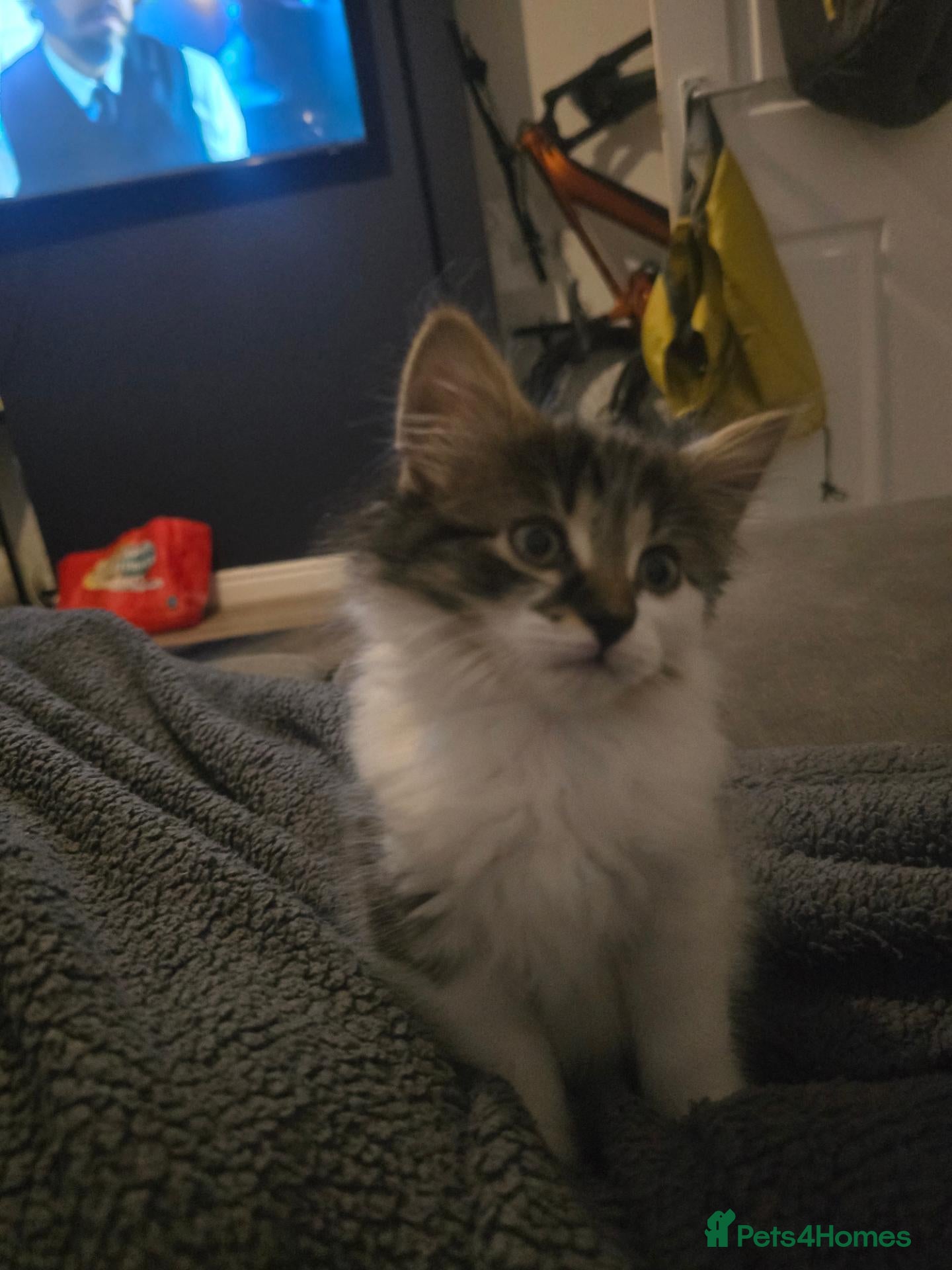 Mixed Breed cats Long hair female kitten  - Advert 2