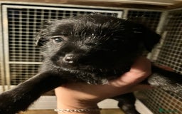 Patterjack dogs for sale: 2 little boys left for sale beautiful puppies - Image 5