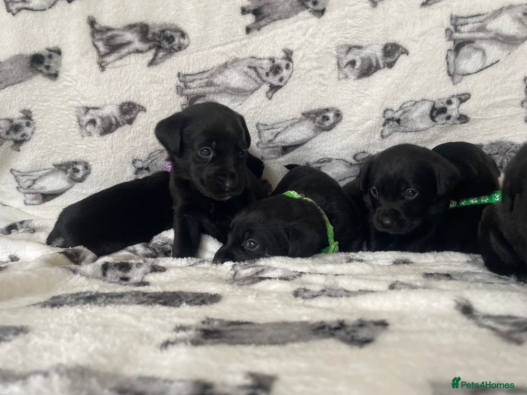 Labrador Retriever dogs for sale: Beautiful Labrador puppy’s  - Advert 14