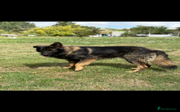 German Shepherd dogs for sale: German shepherd puppies ready to leave now - Image 4