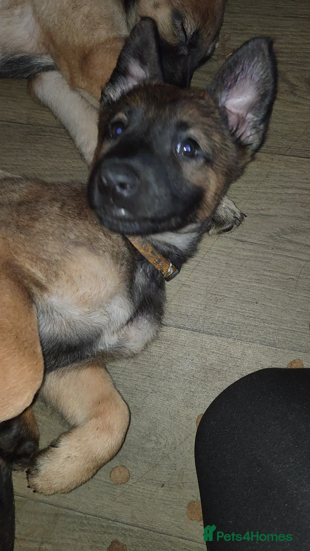 Belgian Shepherd Dog dogs for sale: Belgium shepherd puppies ready to leave now - Advert 1