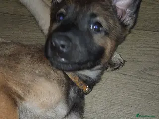 Belgian Shepherd Dog dogs Belgium shepherd puppies ready to leave now - Advert 4