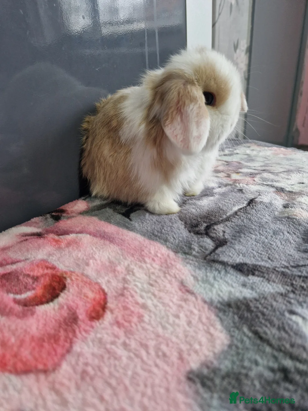 Mini Lop rabbits for sale: Lilac harli extreme  - Advert 2