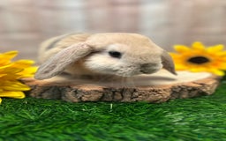 Mini Lop rabbits for sale: Gorgeous mini lops - yellow litter - Image 6