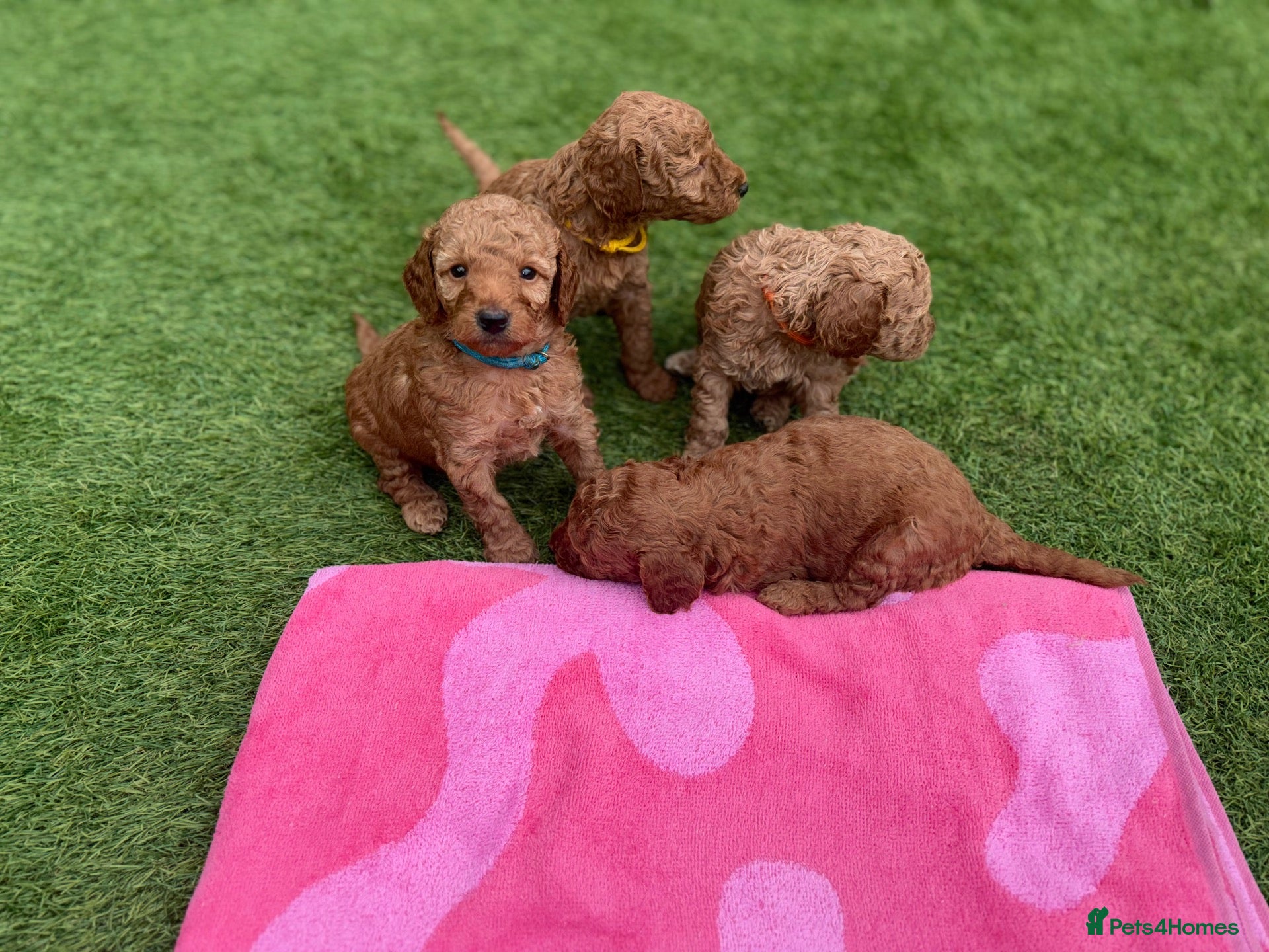 Cockapoo dogs 7 beautiful Cockapoo - Advert 1