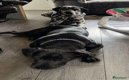 Mixed Breed dogs for sale: Cane corso X Dalmatian - Corsomatian  - Image 12
