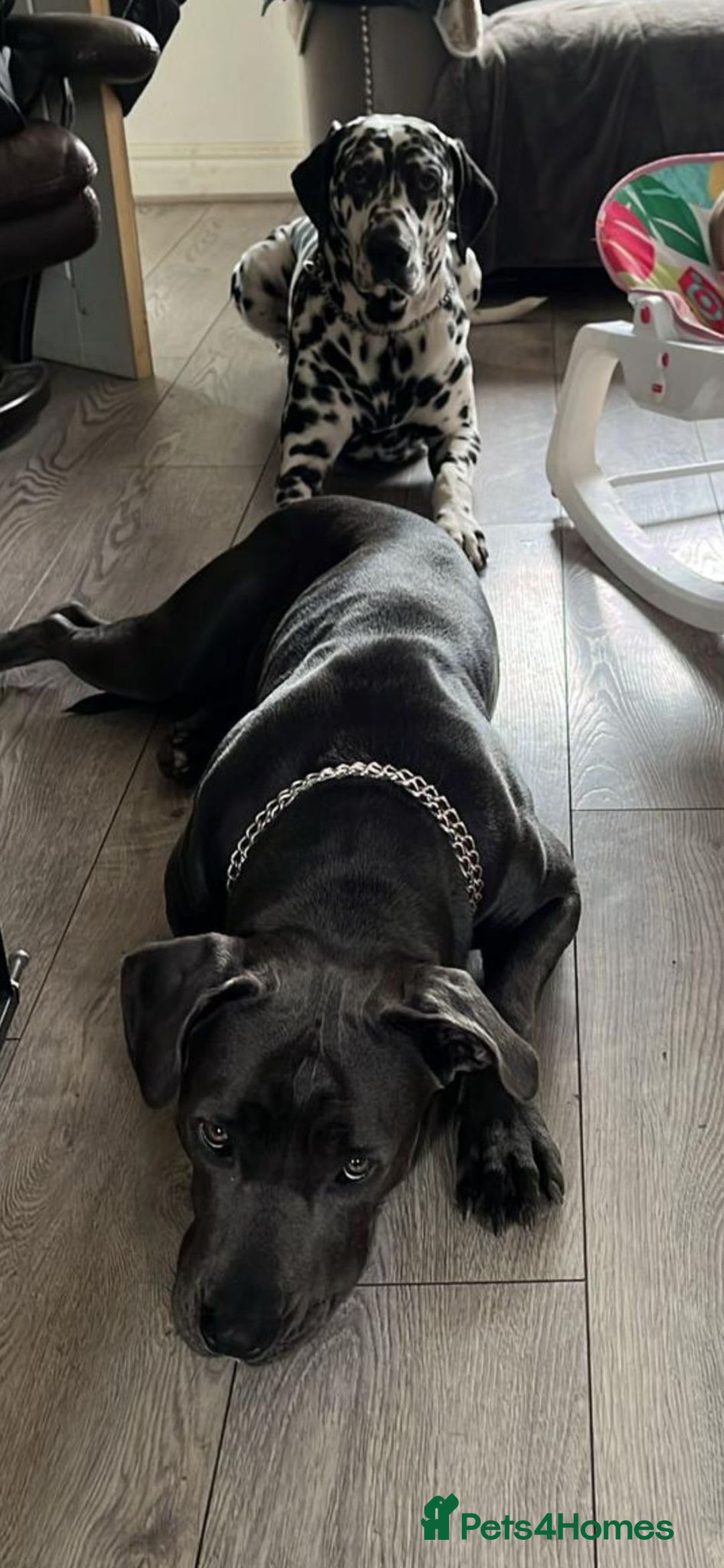 Mixed Breed dogs for sale: Cane corso X Dalmatian - Corsomatian  - Image 12