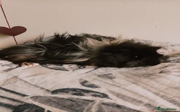 Guinea Pig rodents for sale: 4 Guinea pigs boys and girls  - Image 2